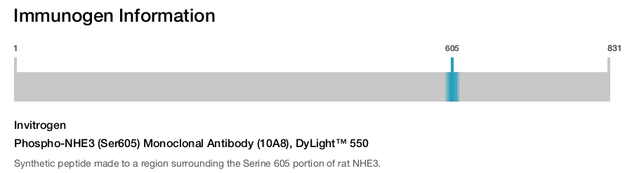 Phospho-NHE3 (Ser605) Monoclonal Antibody (10A8), DyLight™ 550