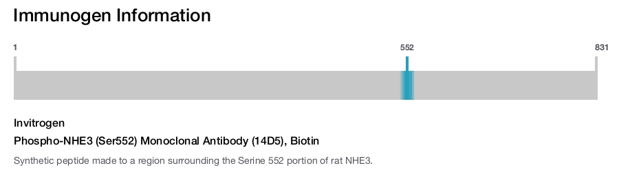 Phospho-NHE3 (Ser552) Monoclonal Antibody (14D5), Biotin