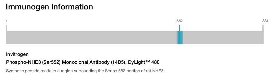 Phospho-NHE3 (Ser552) Monoclonal Antibody (14D5), DyLight™ 488