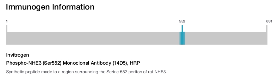 Phospho-NHE3 (Ser552) Monoclonal Antibody (14D5), HRP