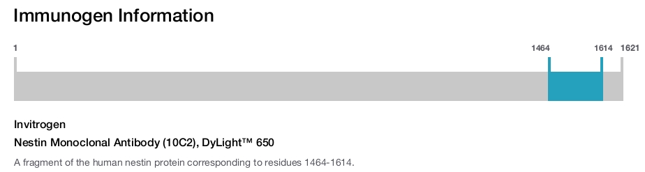 Nestin Monoclonal Antibody (10C2), DyLight™ 650