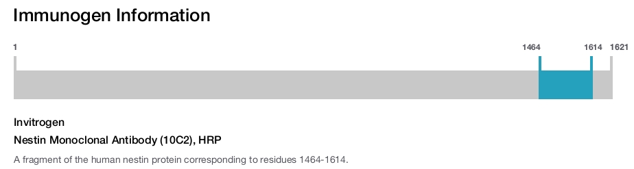 Nestin Monoclonal Antibody (10C2), HRP
