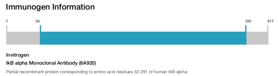IkB alpha Monoclonal Antibody (6A920)