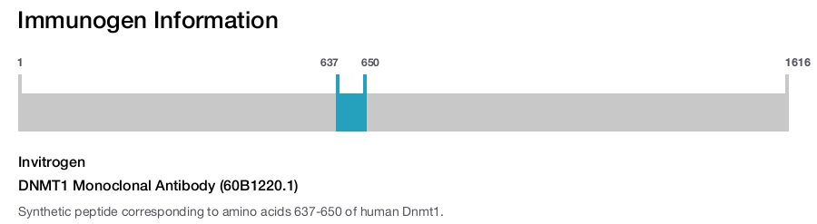 DNMT1 Monoclonal Antibody (60B1220.1)