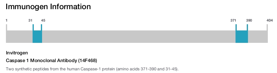 Caspase 1 Monoclonal Antibody (14F468)