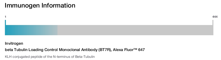 beta Tubulin Loading Control Monoclonal Antibody (BT7R), Alexa Fluor™ 647