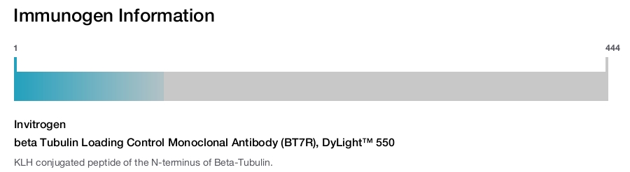 beta Tubulin Loading Control Monoclonal Antibody (BT7R), DyLight™ 550