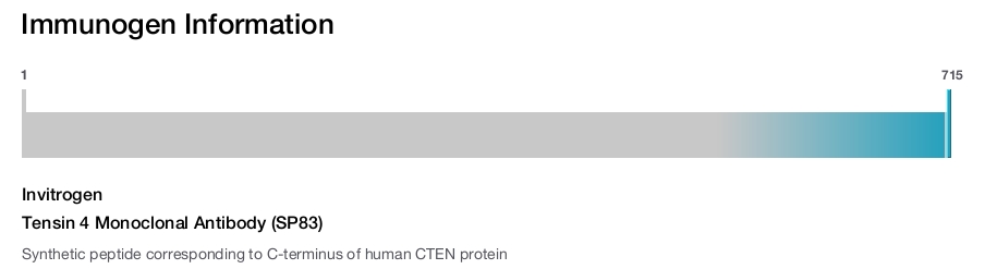 Tensin 4 Monoclonal Antibody (SP83)