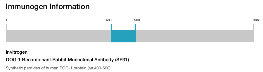 DOG-1 Recombinant Rabbit Monoclonal Antibody (SP31)