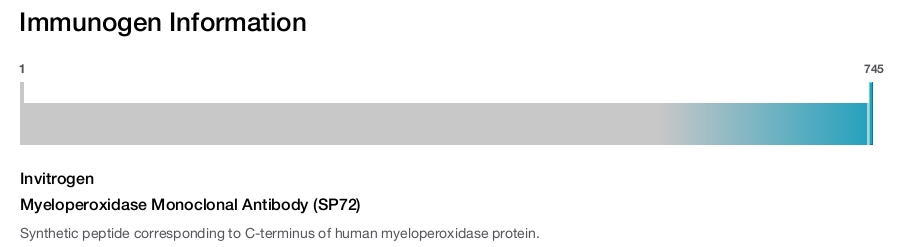 Myeloperoxidase Monoclonal Antibody (SP72)