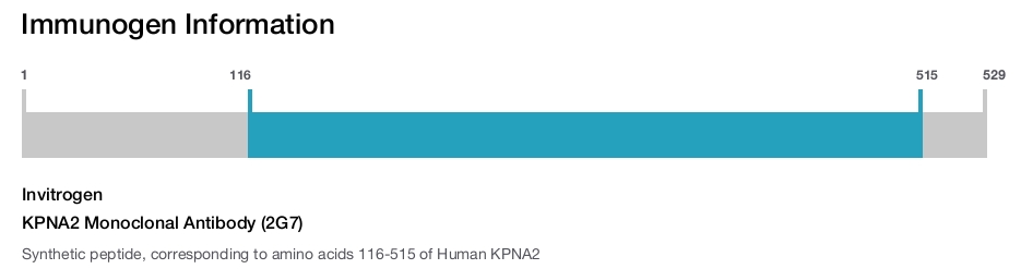 KPNA2 Monoclonal Antibody (2G7)