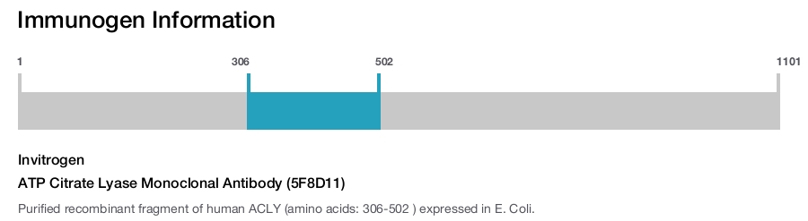 ATP Citrate Lyase Monoclonal Antibody (5F8D11)