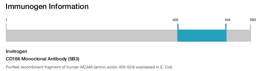 CD166 Monoclonal Antibody (5B3)
