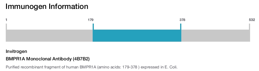 BMPR1A Monoclonal Antibody (4B7B2)