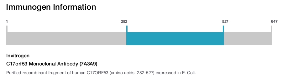 C17orf53 Monoclonal Antibody (7A3A9)