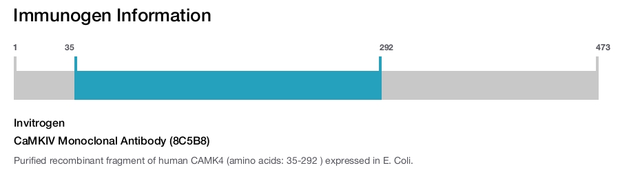 CaMKIV Monoclonal Antibody (8C5B8)