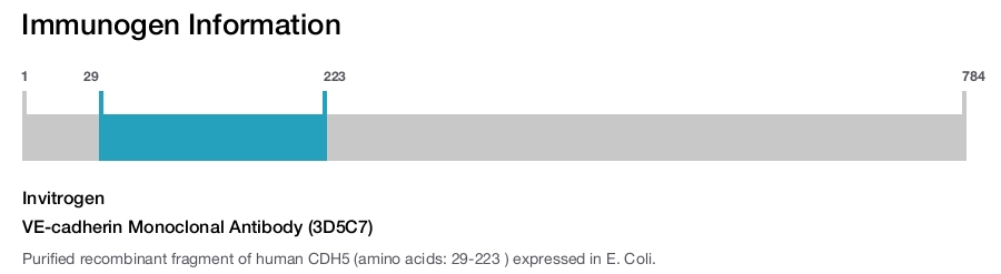 VE-cadherin Monoclonal Antibody (3D5C7)
