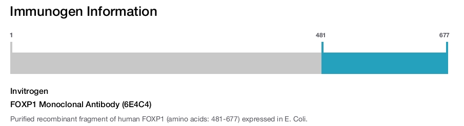FOXP1 Monoclonal Antibody (6E4C4)
