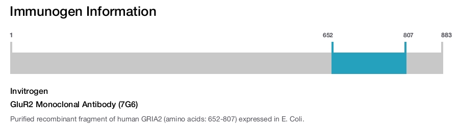 GluR2 Monoclonal Antibody (7G6)