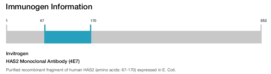 HAS2 Monoclonal Antibody (4E7)