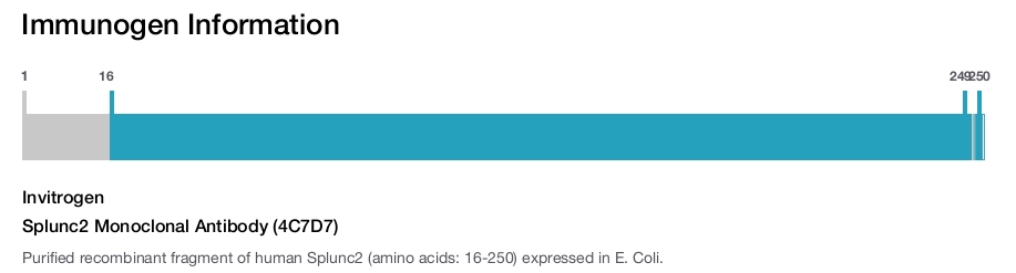 Splunc2 Monoclonal Antibody (4C7D7)
