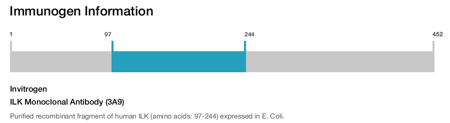 ILK Monoclonal Antibody (3A9)