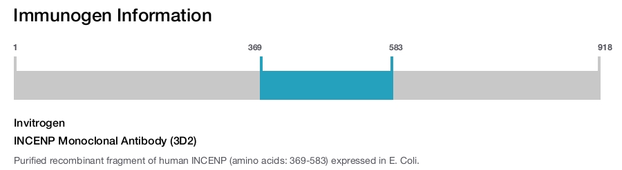 INCENP Monoclonal Antibody (3D2)