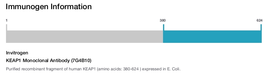 KEAP1 Monoclonal Antibody (7G4B10)