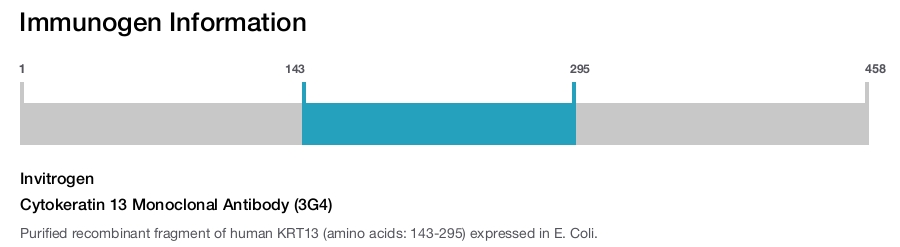 Cytokeratin 13 Monoclonal Antibody (3G4)
