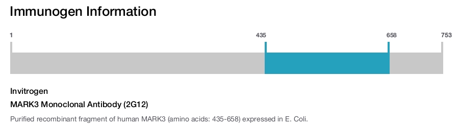 MARK3 Monoclonal Antibody (2G12)
