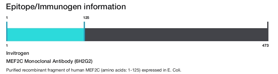 MEF2C Monoclonal Antibody (6H2G2)