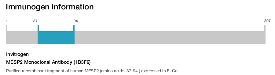 MESP2 Monoclonal Antibody (1B3F9)