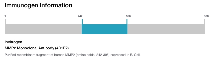 MMP2 Monoclonal Antibody (4D1E2)