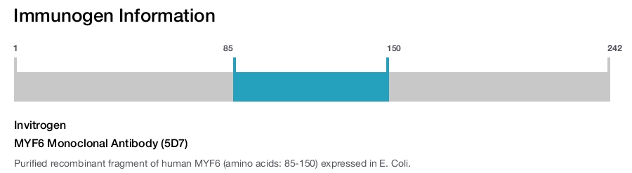 MYF6 Monoclonal Antibody (5D7)