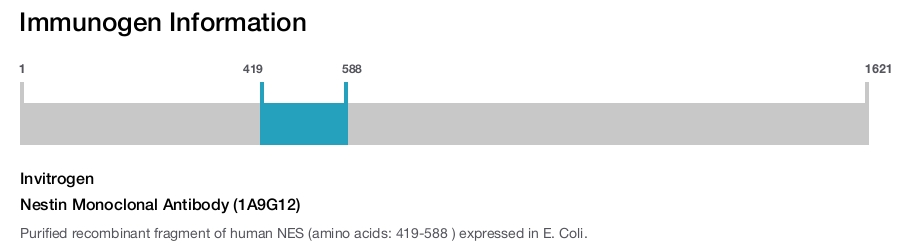 Nestin Monoclonal Antibody (1A9G12)