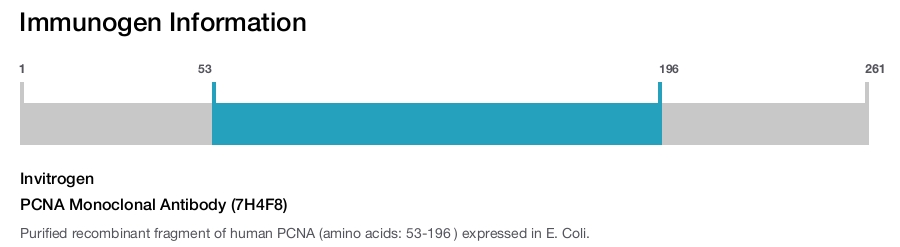 PCNA Monoclonal Antibody (7H4F8)