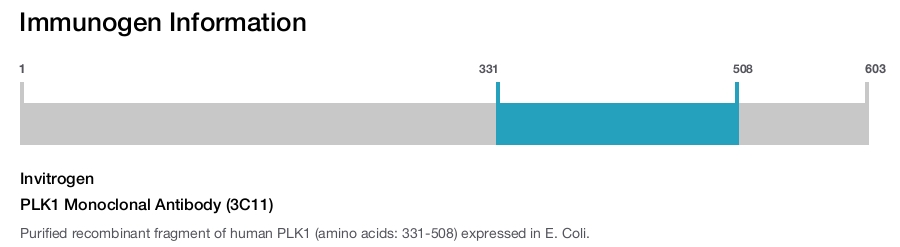 PLK1 Monoclonal Antibody (3C11)