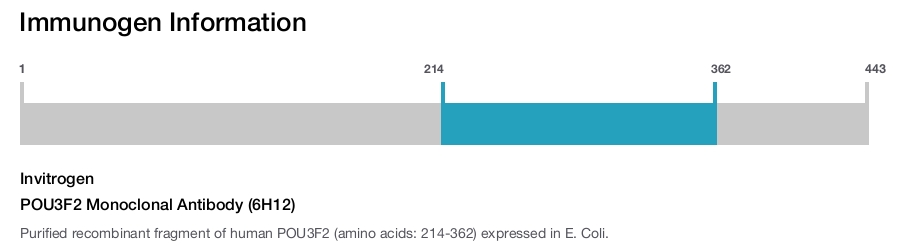 POU3F2 Monoclonal Antibody (6H12)