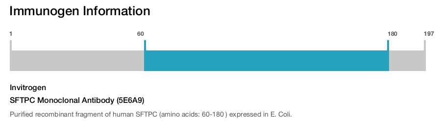 SFTPC Monoclonal Antibody (5E6A9)
