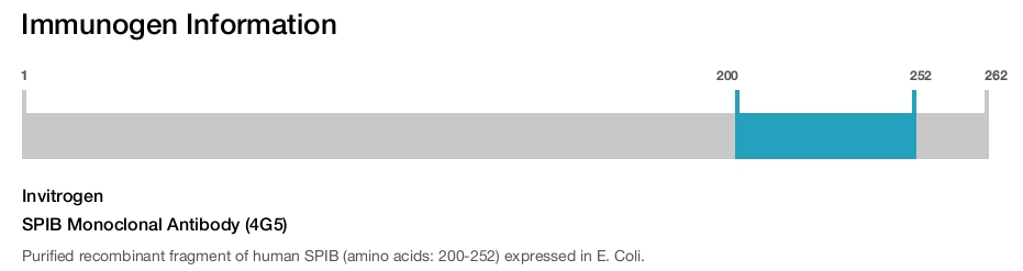 SPIB Monoclonal Antibody (4G5)