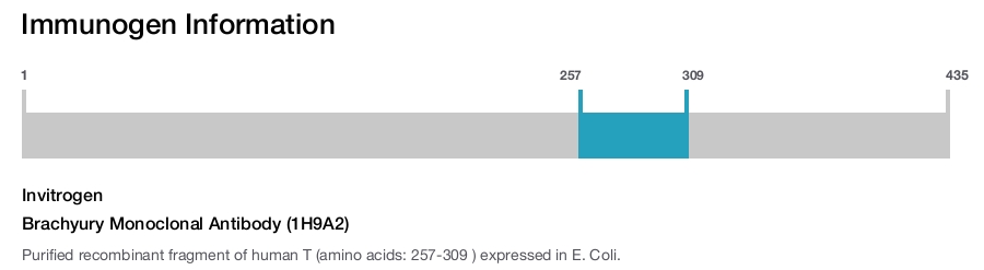 Brachyury Monoclonal Antibody (1H9A2)