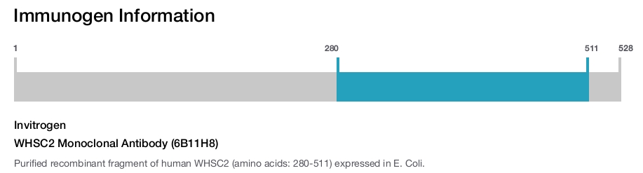 WHSC2 Monoclonal Antibody (6B11H8)