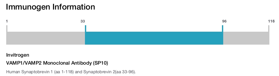 VAMP1/VAMP2 Monoclonal Antibody (SP10)