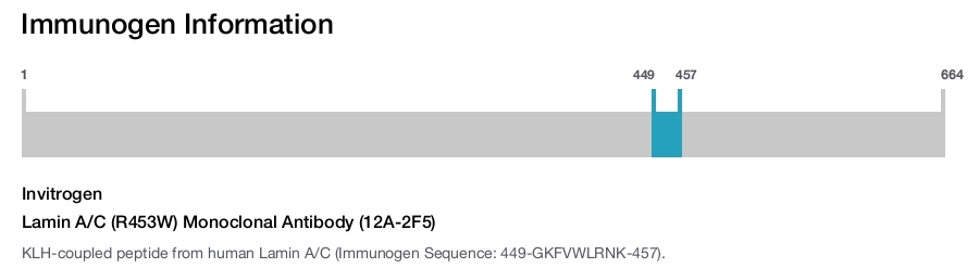 Lamin A/C (R453W) Monoclonal Antibody (12A-2F5)