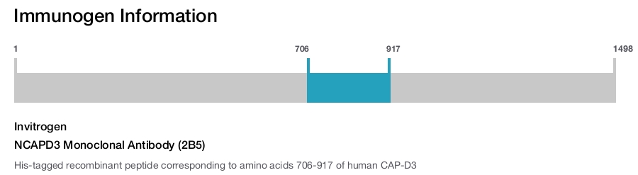 NCAPD3 Monoclonal Antibody (2B5)
