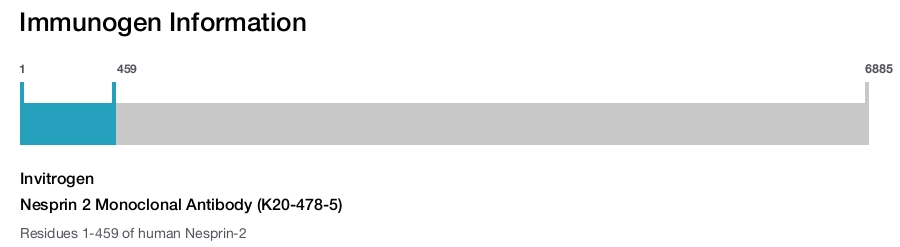 Nesprin 2 Monoclonal Antibody (K20-478-5)