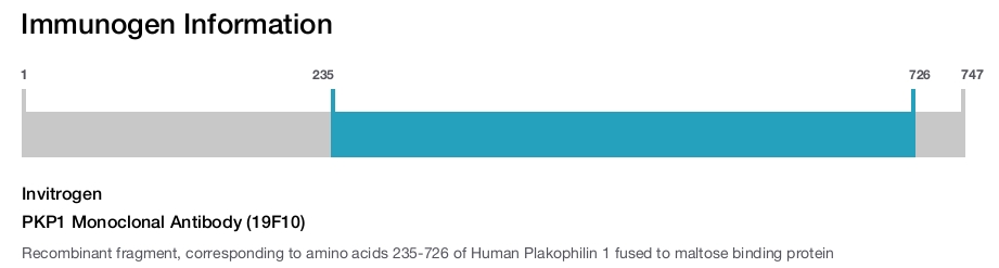 PKP1 Monoclonal Antibody (19F10)