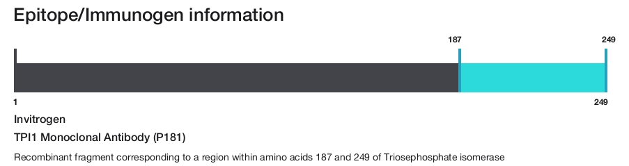 TPI1 Monoclonal Antibody (P181)
