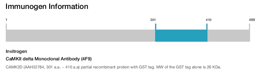 CaMKII delta Monoclonal Antibody (4F9)