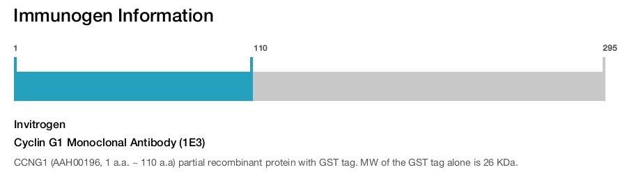 Cyclin G1 Monoclonal Antibody (1E3)